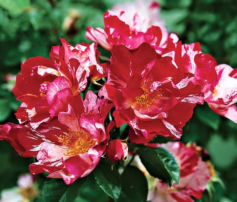 Róża parkowa czerwonobiała Hanabi Park rose Hanabi