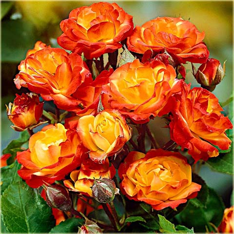 Róża parkowa pomarańczowa Rumba Park rose orange Rumba