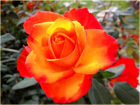 Róża parkowa pomarańczowa Rumba Park rose orange Rumba