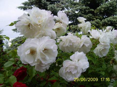 Róża pnąca biała Heritage Climbing rose white Heritage