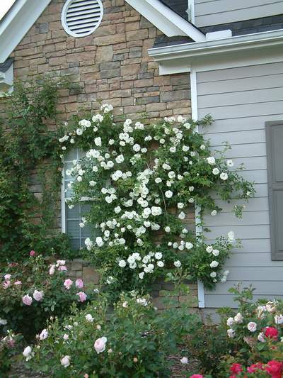 Róża pnąca biała Heritage Climbing rose white Heritage