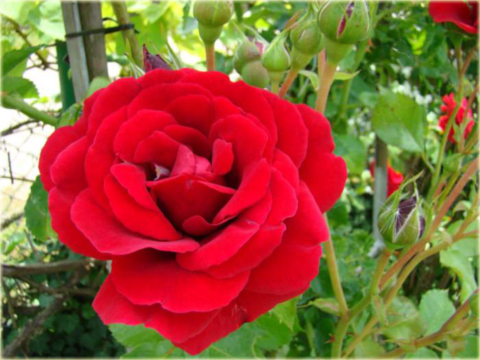 Róża pnąca czerwona Amadeus Climbing rose red Amadeus