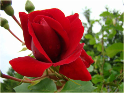 Róża pnąca czerwona Amadeus Climbing rose red Amadeus