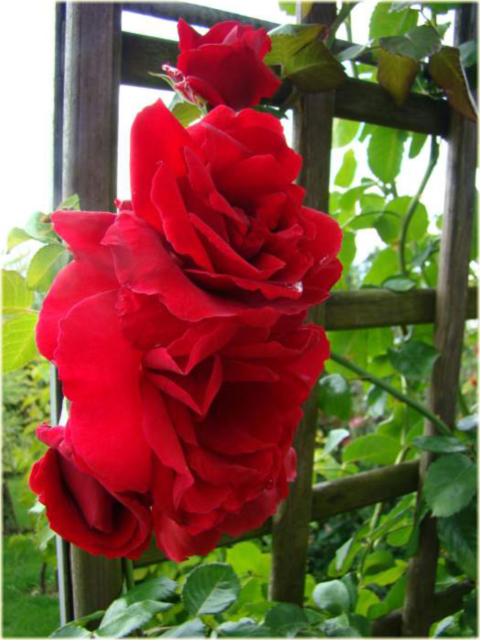 Róża pnąca czerwona Amadeus Climbing rose red Amadeus