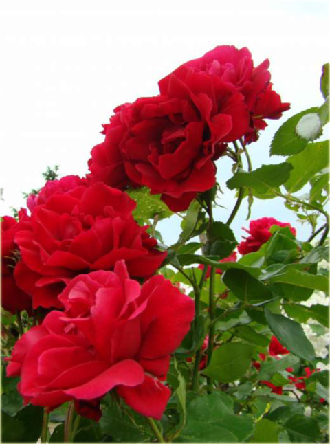 Róża pnąca czerwona Amadeus Climbing rose red Amadeus