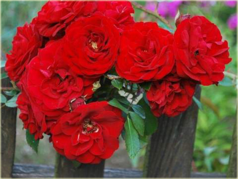 Róża pnąca czerwona Amadeus Climbing rose red Amadeus