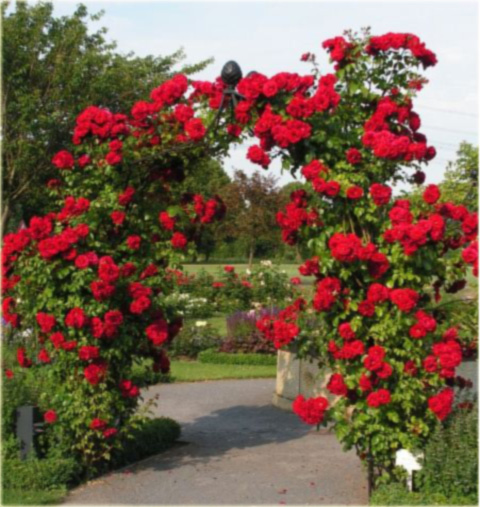 Róża pnąca czerwona Amadeus Climbing rose red Amadeus