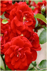 Róża pnąca czerwona Amadeus Climbing rose red Amadeus
