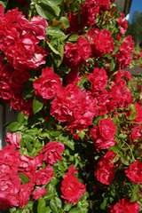 Róża pnąca ciemnoczerwona Flammentanz Climbing rose dark red Flamentanz