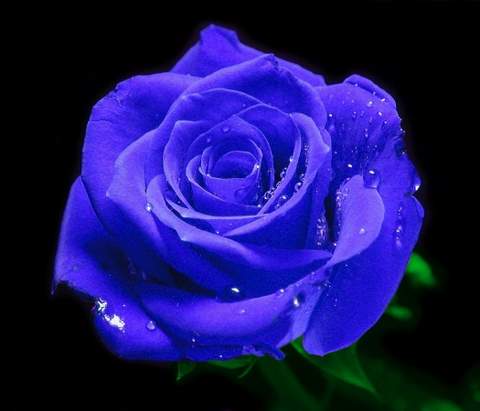 Róża pnąca niebieska Indigolette Climbing rose blue Indigolette