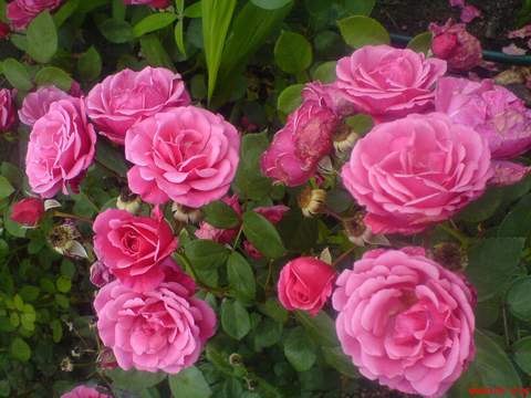 Róża pnąca różowa Etiuda, Climbing rose pink Etiuda