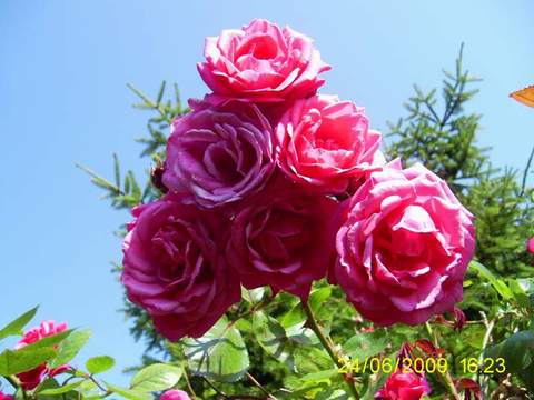 Róża pnąca różowa Etiuda, Climbing rose pink Etiuda