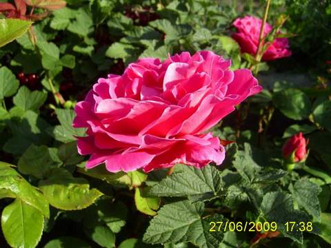 Róża pnąca różowa Etiuda, Climbing rose pink Etiuda