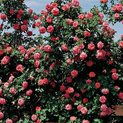 Róża pnąca różowa Etiuda, Climbing rose pink Etiuda