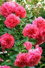 Róża pnąca różowa Etiuda Climbing rose pink Etiuda