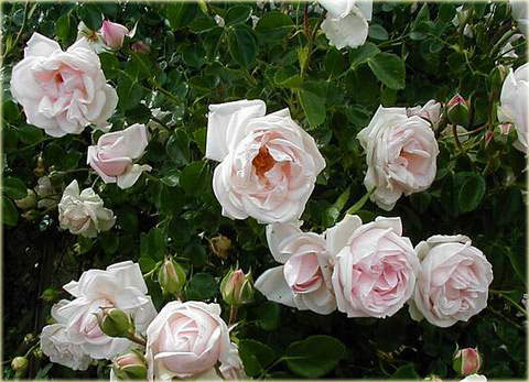 Róża pnąca różowa New Dawn Climbing rose pink New Dawn