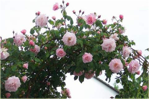 Róża pnąca różowa New Dawn Climbing rose pink New Dawn