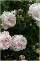 Róża pnąca różowa New Dawn Climbing rose pink New Dawn
