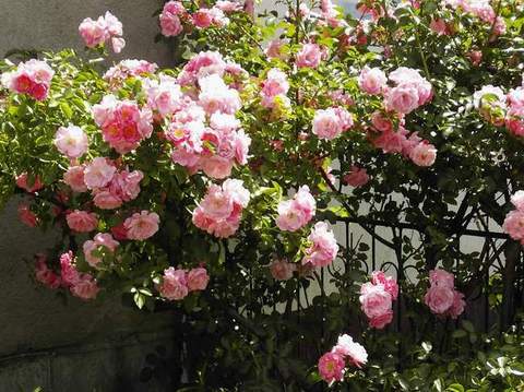 Róża pnąca różowa Parade Climbing rose pink Parade