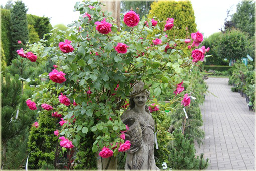 Róża pnąca różowa Parade Climbing rose pink Parade