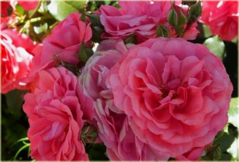 Róża pnąca różowa Rosarium Uetersen Climbing rose pink Rosarium Uetersen