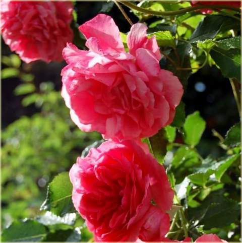 Róża pnąca różowa Rosarium Uetersen Climbing rose pink Rosarium Uetersen