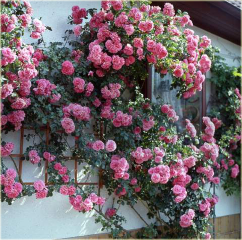 Róża pnąca różowa Rosarium Uetersen Climbing rose pink Rosarium Uetersen