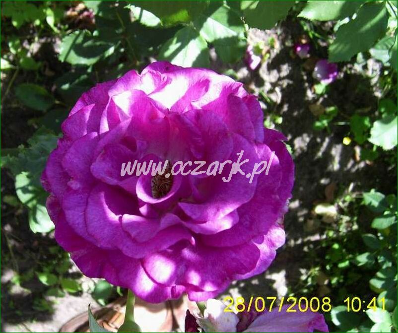 roza_pnaca_fioletowa_violetto_brilanti_01