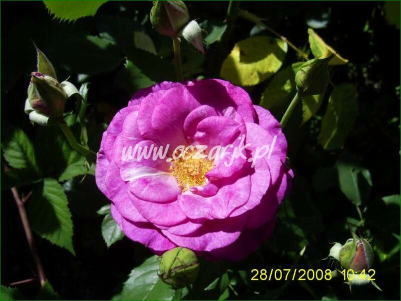 roza_pnaca_fioletowa_violetto_brilanti_02