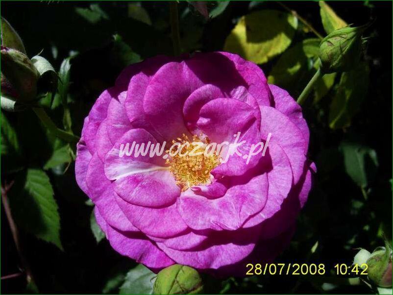 roza_pnaca_fioletowa_violetto_brilanti_03