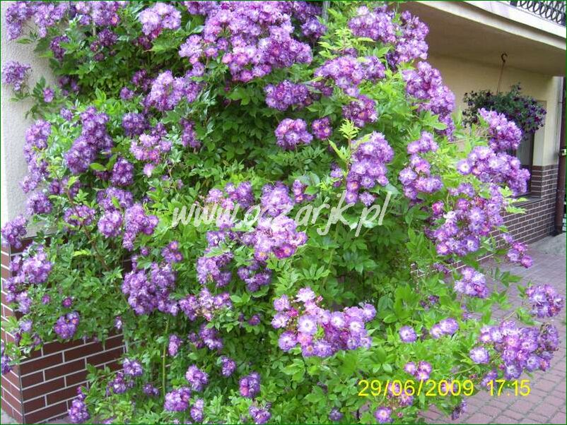 roza_pnaca_fioletowa_violetto_brilanti_04