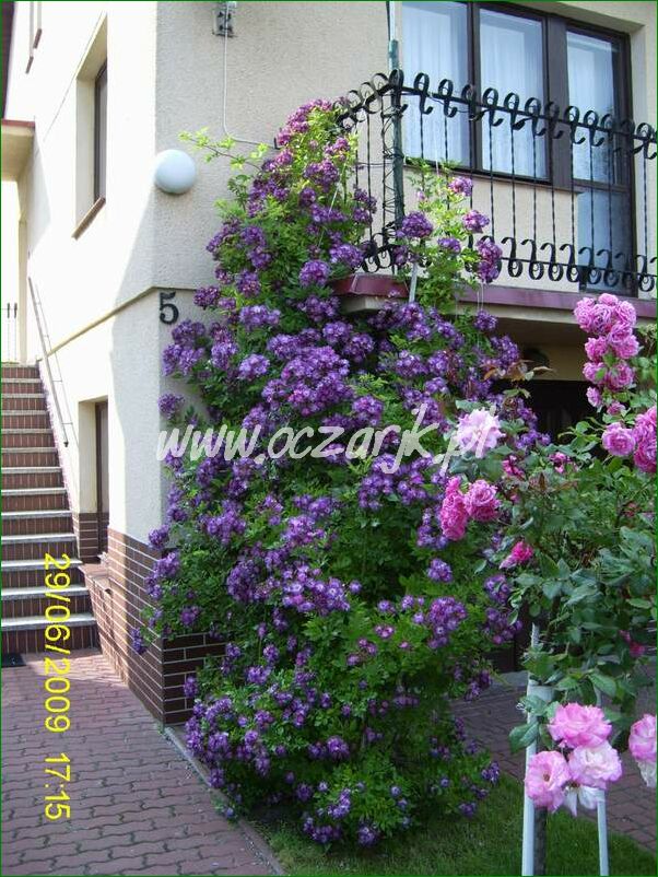 roza_pnaca_fioletowa_violetto_brilanti_05