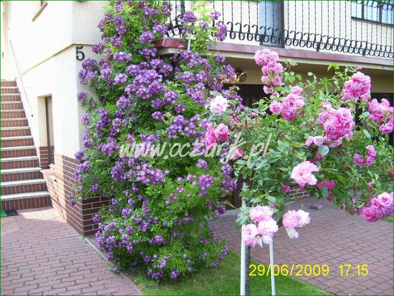 roza_pnaca_fioletowa_violetto_brilanti_06