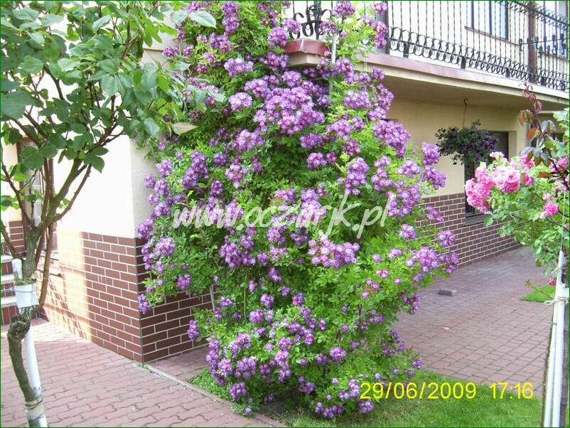 roza_pnaca_fioletowa_violetto_brilanti_07