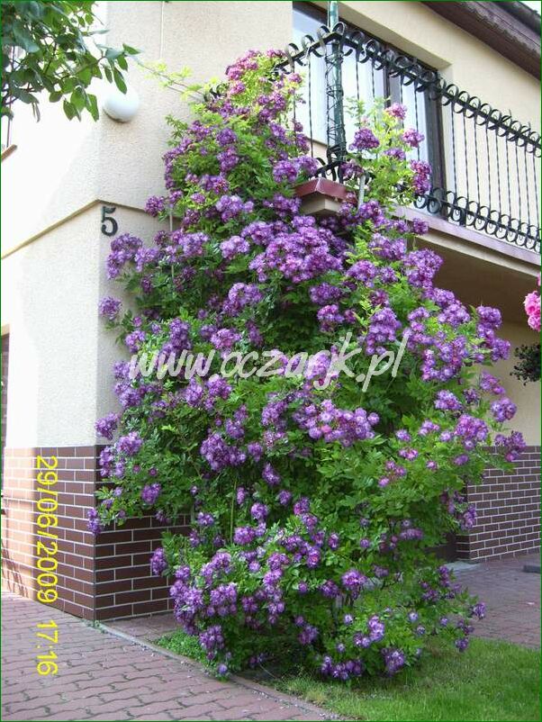 roza_pnaca_fioletowa_violetto_brilanti_08