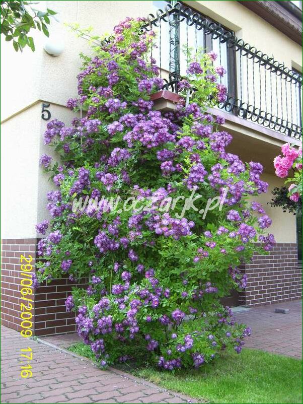 roza_pnaca_fioletowa_violetto_brilanti_09