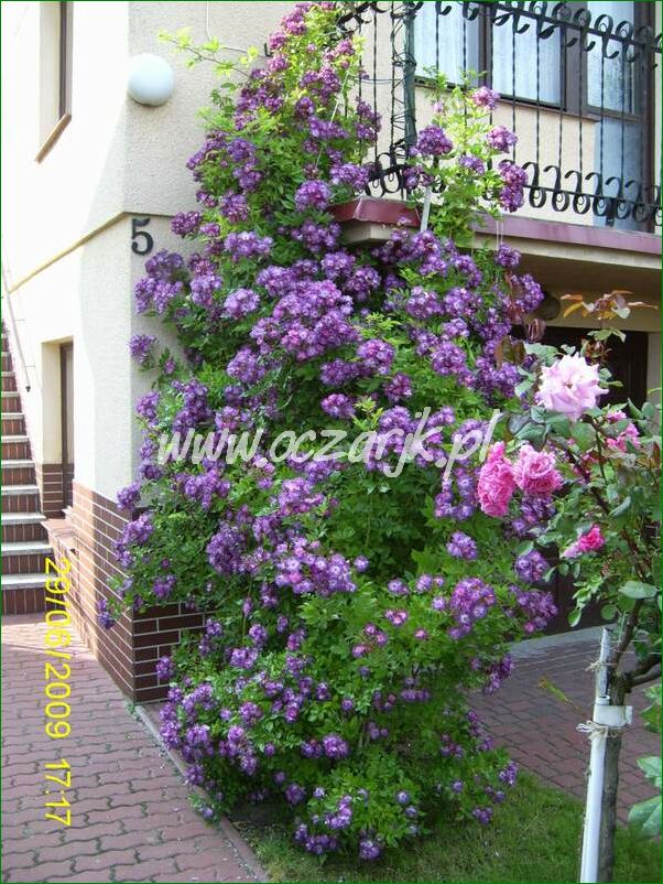 roza_pnaca_fioletowa_violetto_brilanti_10