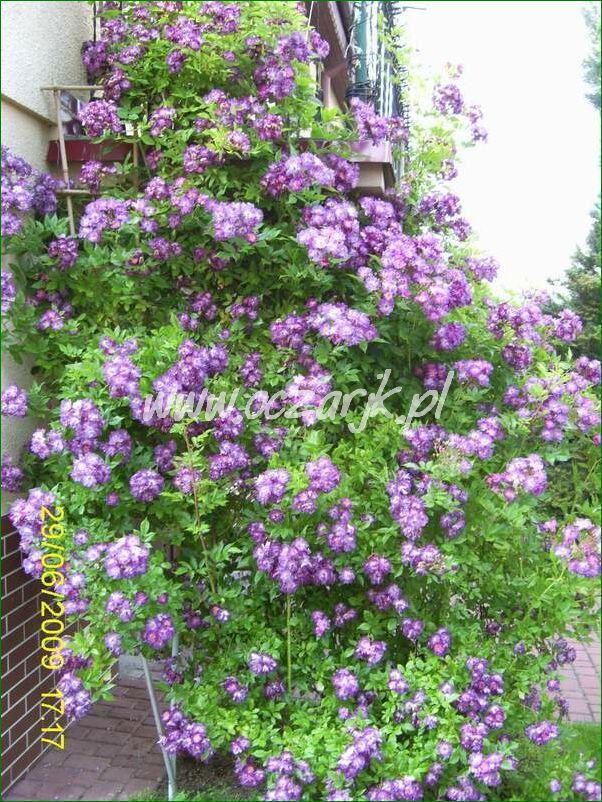 roza_pnaca_fioletowa_violetto_brilanti_11