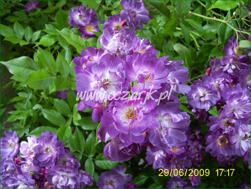 roza_pnaca_fioletowa_violetto_brilanti_12