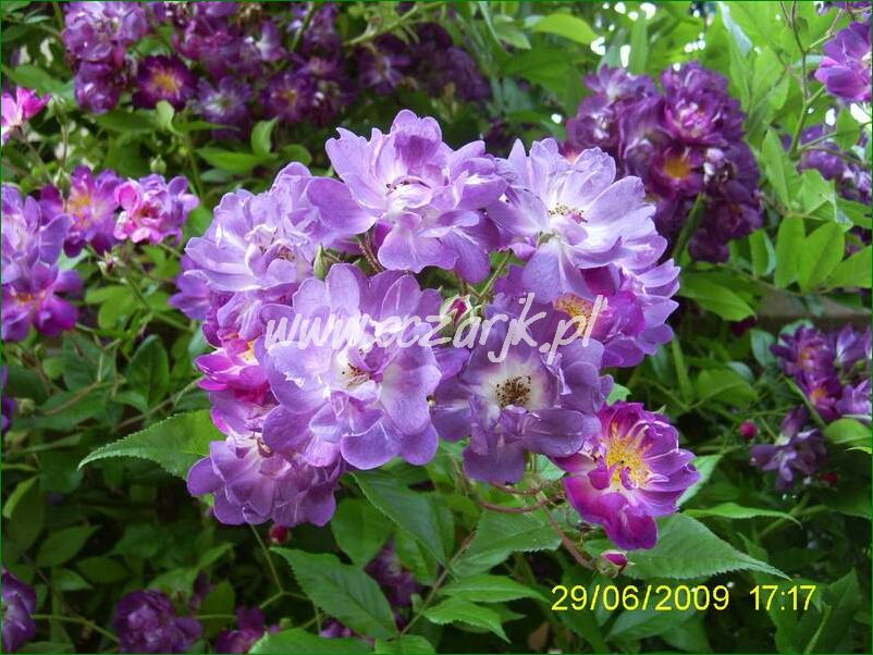 roza_pnaca_fioletowa_violetto_brilanti_13