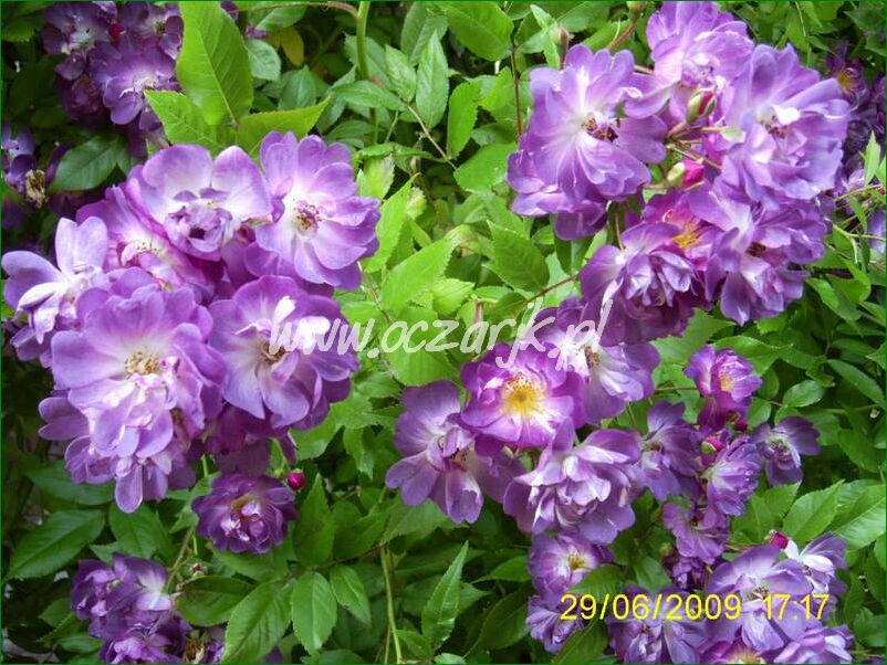 roza_pnaca_fioletowa_violetto_brilanti_14