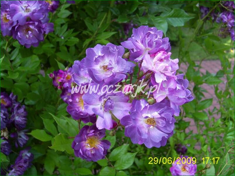 roza_pnaca_fioletowa_violetto_brilanti_15