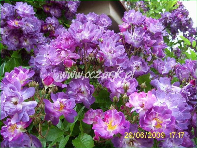 roza_pnaca_fioletowa_violetto_brilanti_16