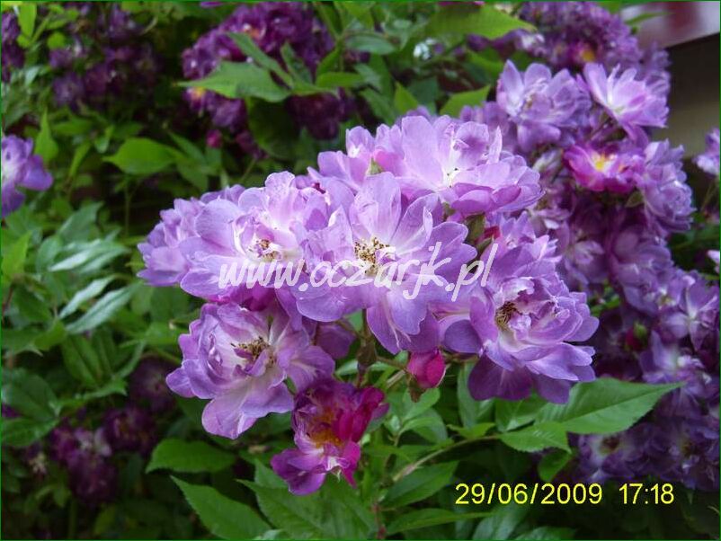 roza_pnaca_fioletowa_violetto_brilanti_17