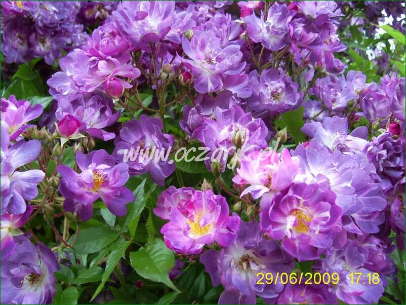 roza_pnaca_fioletowa_violetto_brilanti_18