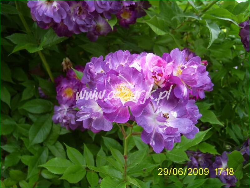 roza_pnaca_fioletowa_violetto_brilanti_19