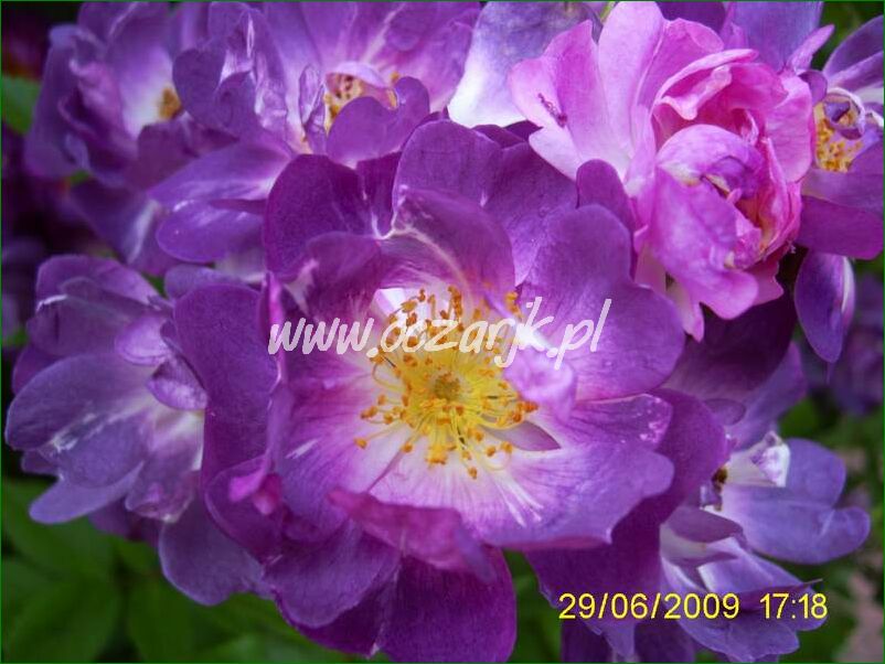 roza_pnaca_fioletowa_violetto_brilanti_20