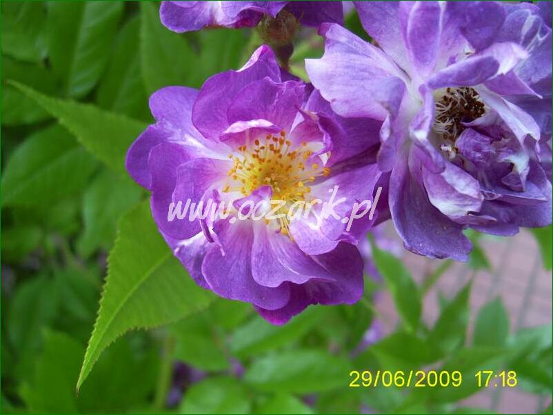 roza_pnaca_fioletowa_violetto_brilanti_21