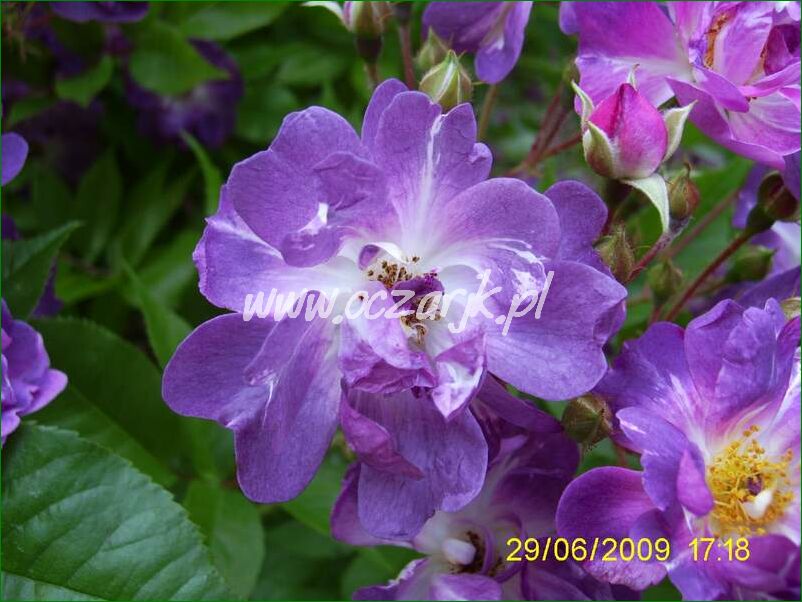 roza_pnaca_fioletowa_violetto_brilanti_22