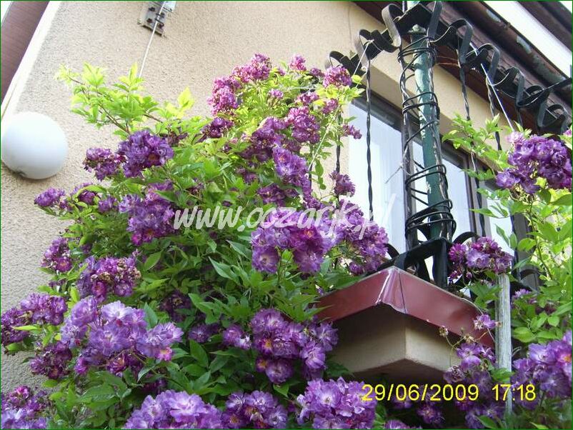 roza_pnaca_fioletowa_violetto_brilanti_23